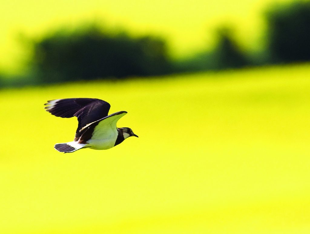 lapwing flying over fields of rape.